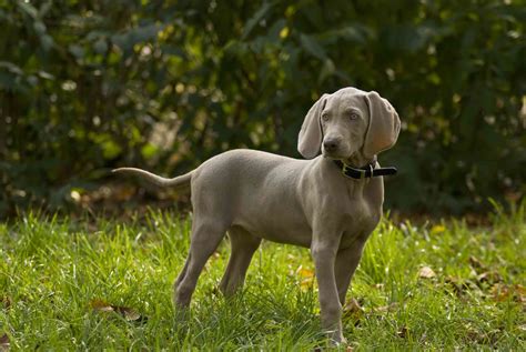 Weimaraner Dog Breed Information .